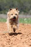 CAIRN TERRIER 214